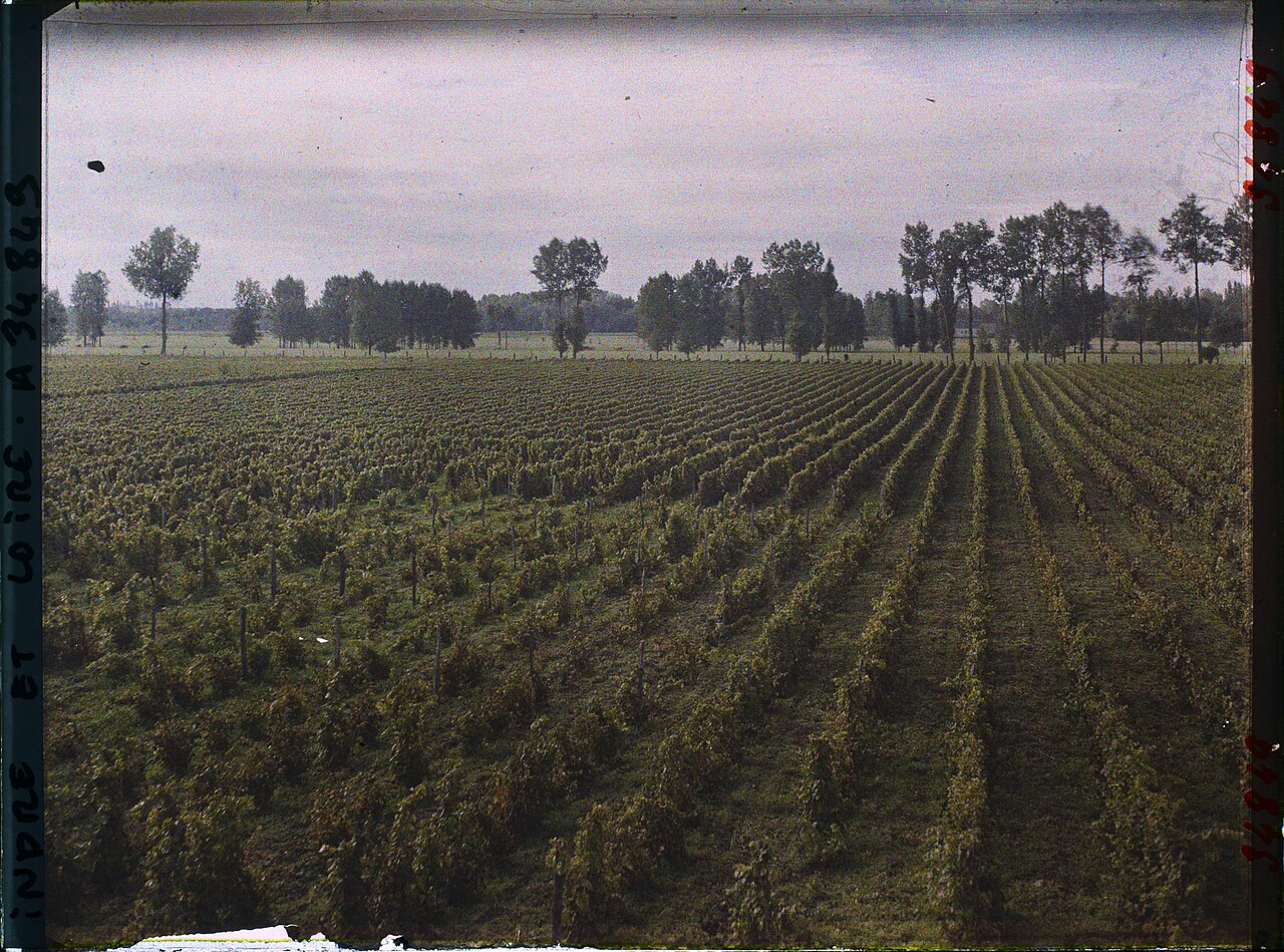 Vignobles de Vouvray en automne